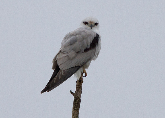 Black-shouldered kite (Elanus axillaris)