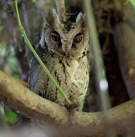Philippine Scops Owl (Otus megalotis)