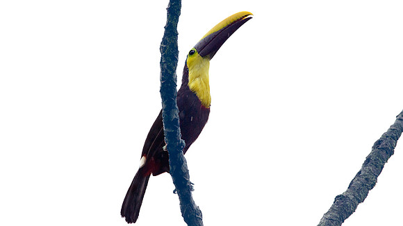 Choco Toucan (Ramphastos brevis)