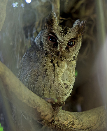 Philippine Scops Owl (Otus megalotis)