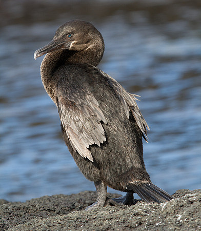 Flightless Cormorant (Phalacrocorax harrisi) Endemic