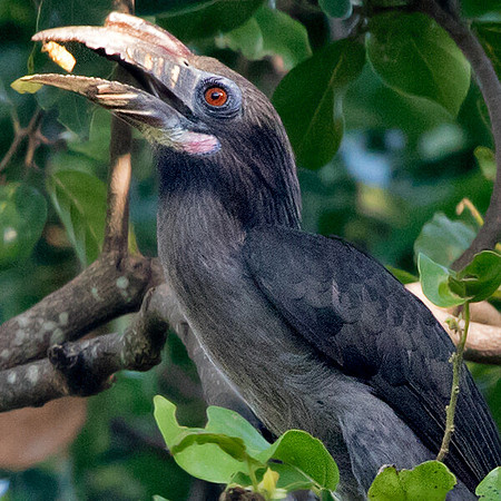 Luzon hornbill (Penelopides manillae) Female