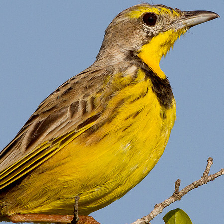 Yellow-throated longclaw (Macronyx croceus)