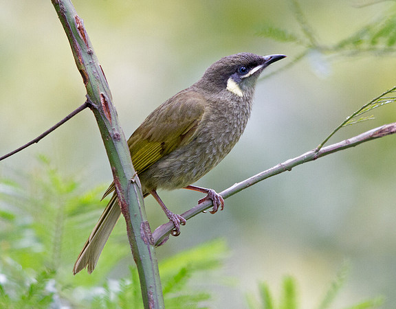 Lewin's honeyeater (Meliphaga lewinii)