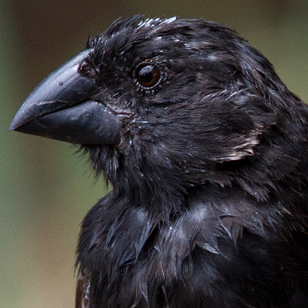 Medium Ground Finch (Geospiza fortis)