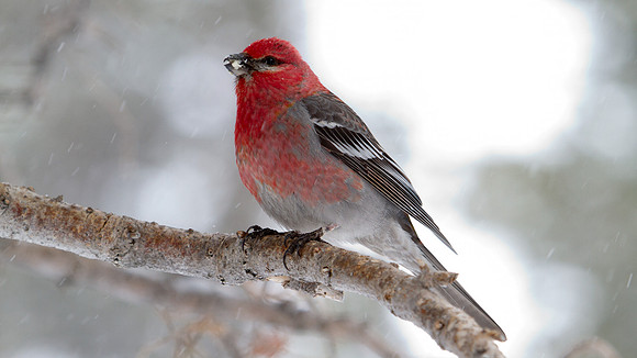 Pine Grosbeak (Pinicola enucleator); Male