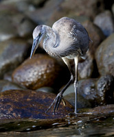 Great Blue Heron (Ardea herodias)