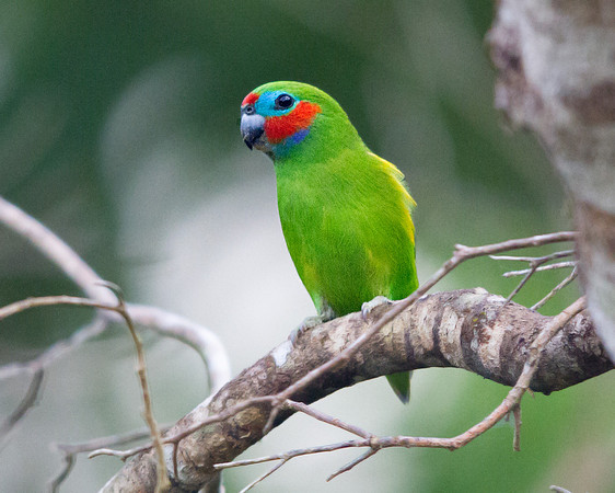 Double-eyed fig parrot (Cyclopsitta diophthalma)