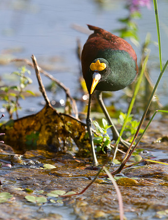 Northern Jacana (Jacana spinosa)