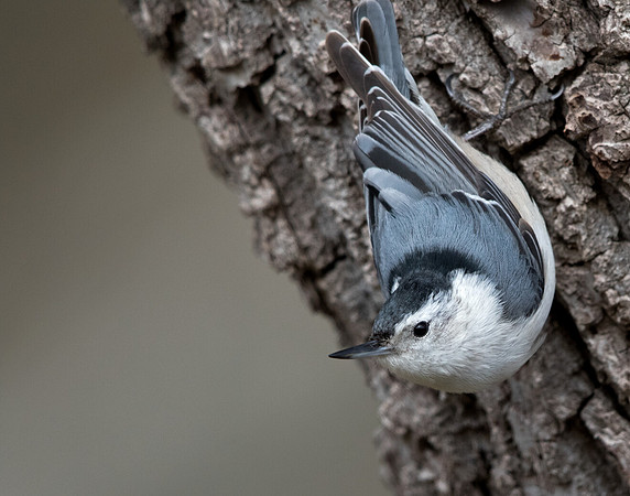 White-breasted nuthatch (Sitta carolinensis)