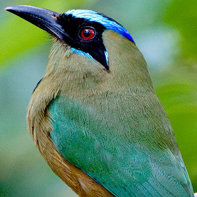 Blue-crowned Motmot (Momotus momota)