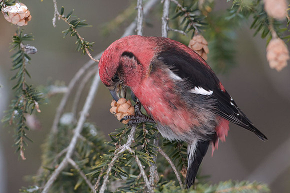 Two-barred Crossbill (Loxia leucoptera) male; also known as White-winged Crossbill