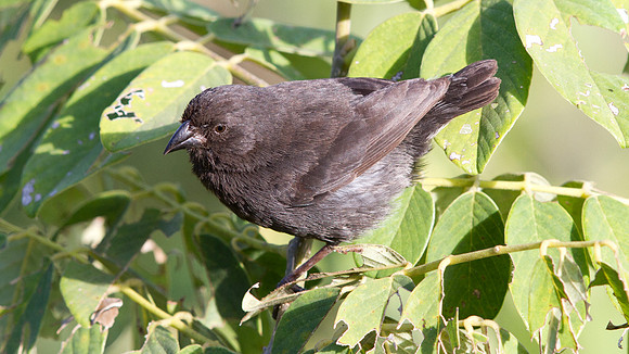 Small Ground Finch (Geospiza fuliginosa)
