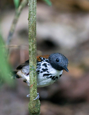 Spotted Antbird- Hylophylax naevioides