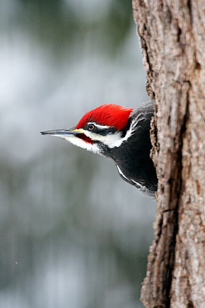 Pileated Woodpecker (Dryocopus pileatus) male
