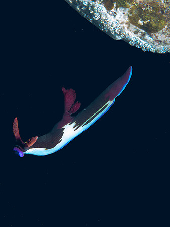 Nembrotha chamberlaini