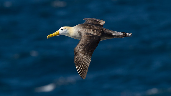 Waved Albatross (Phoebastria irrorata)
