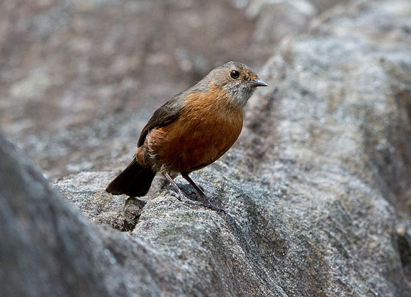 Rockwarbler (Origma solitaria)