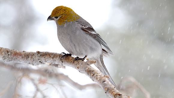 Pine Grosbeak (Pinicola enucleator); Female