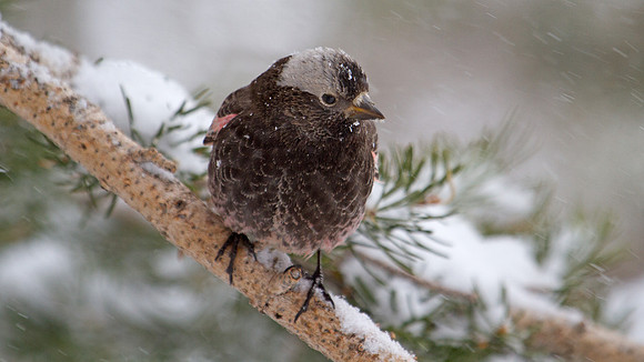 Black Rosy-finch (Leucosticte atrata)