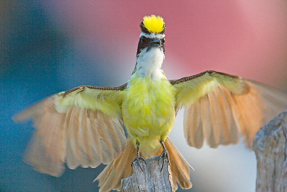 Great Kiskadee (Pitangus sulphuratus)