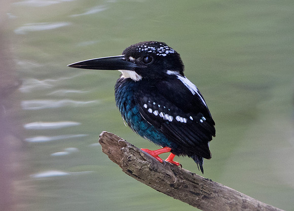 Southern silvery kingfisher (Ceyx argentatus)
