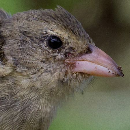 Woodpecker Finch (Camarhynchus pallidus)