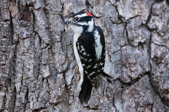 Downy Woodpecker (Picoides pubescens) male