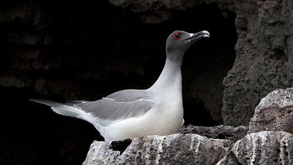 Swallow-tailed Gull (Creagrus furcatus)