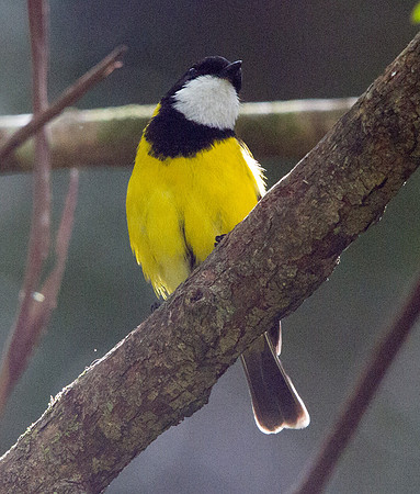 Australian golden whistler (Pachycephala pectoralis) Male