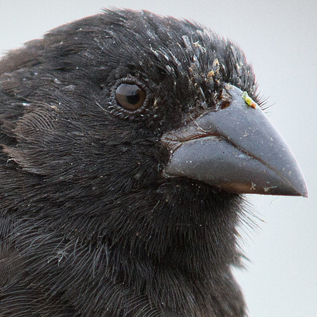 Large Cactus Finch (Geospiza conirostris)