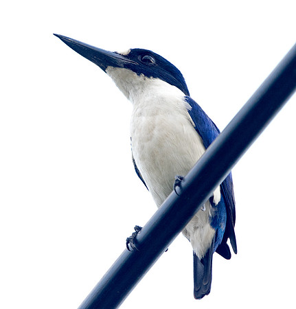 Blue-and-white kingfisher (Todiramphus diops)