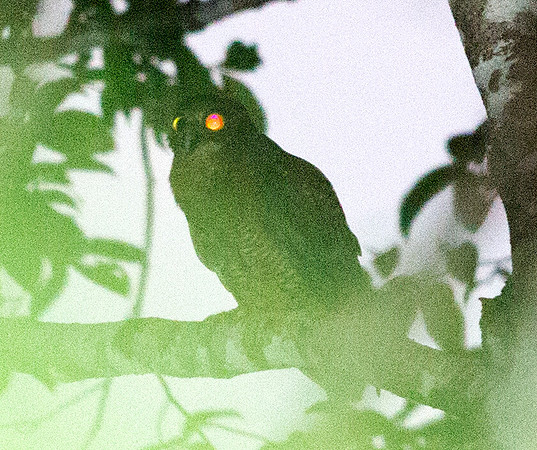 Halmahera boobook (Ninox hypogramma)