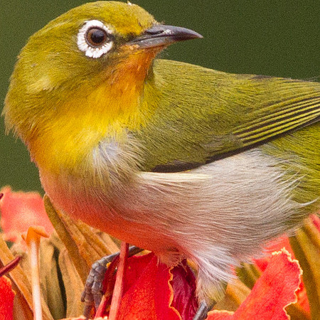 Japanese White-eye (Zosterops japonicus)