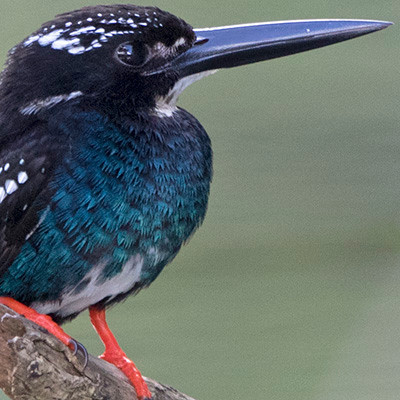 Southern silvery kingfisher (Ceyx argentatus)