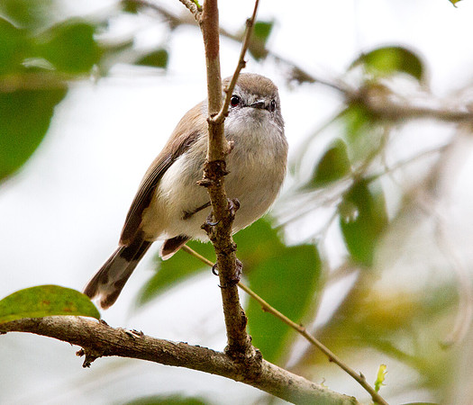 White-browed scrubwren (Sericornis frontalis)