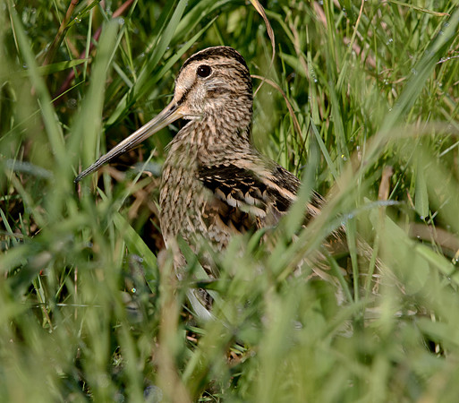 Swinhoe's snipe (Gallinago megala)
