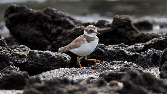 Semipalmated Plover (Charadrius semipalmatus)