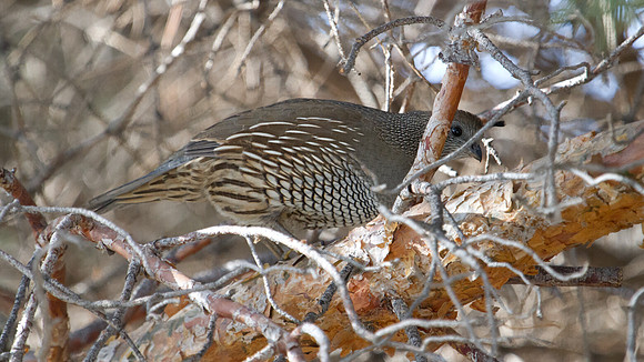 California Quail (Callipepla californica); Female