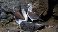 Blue-footed Booby (Sula nebouxii)
