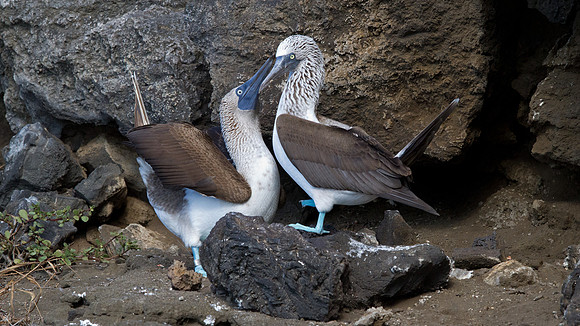Blue-footed Booby (Sula nebouxii)