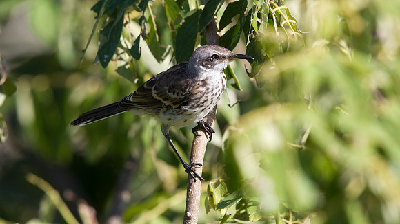 Espanola Mockingbird (Mimus macdonaldi) Endemic