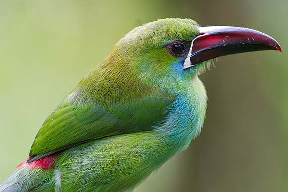 Crimson-rumped Toucanet (Aulacorhynchus haematopygus)