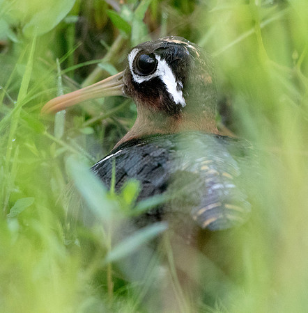 Greater painted-snipe (Rostratula benghalensis) Female