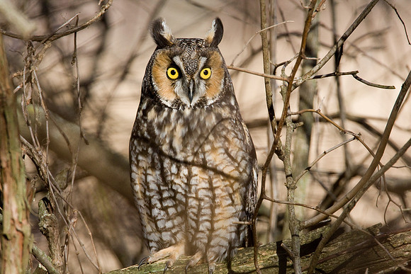 Long-eared Owl (Asio otus)