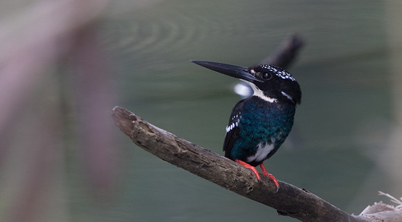 Southern silvery kingfisher (Ceyx argentatus)