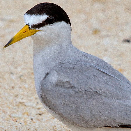 Least Tern (Sternula antillarum)