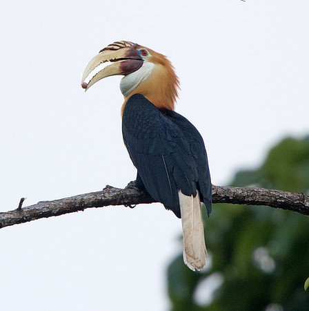 Blyth's hornbill (Rhyticeros plicatus) Male