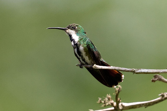Black-throated Mango (Anthracothorax nigricollis) female