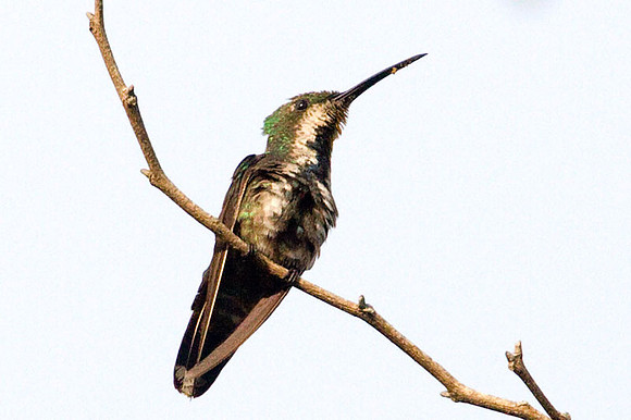 Green-breasted Mango (Anthracothorax prevostii)